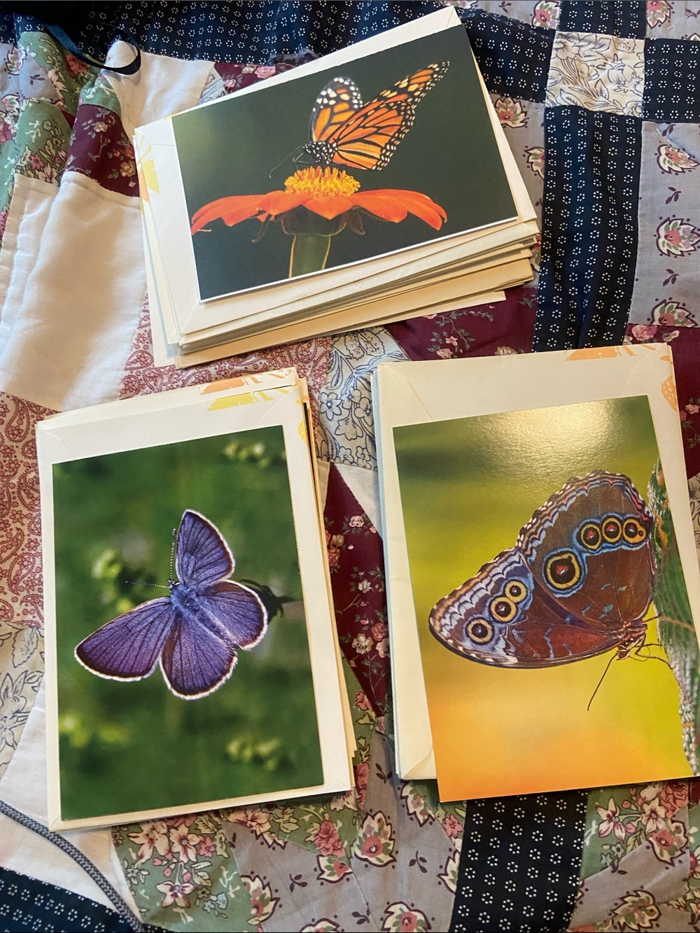 Lot of 12 Assorted Butterfly Photography Note Card Bundle